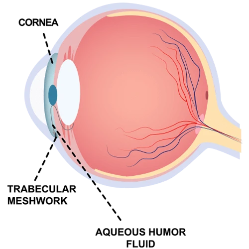Book an Appointment For An Eye Test - Eyes On Brickell Eyes on Brickell: Normal Eye