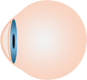 Learn More About Normal Cornea Eye - Eyes On Brickell Eyes on Brickell: Normal Cornea Eye